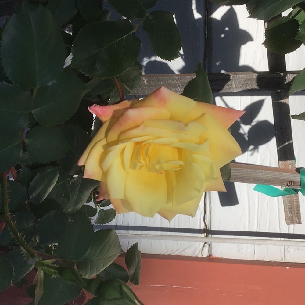 Meet your Posher, Karen